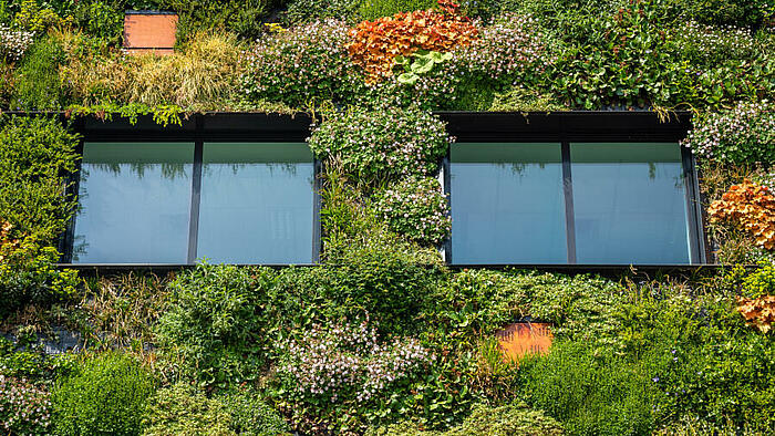 Fassadenbegrünungen sind eine mögliche Maßnahme für Hitzeschutz und Klimaanpassung.